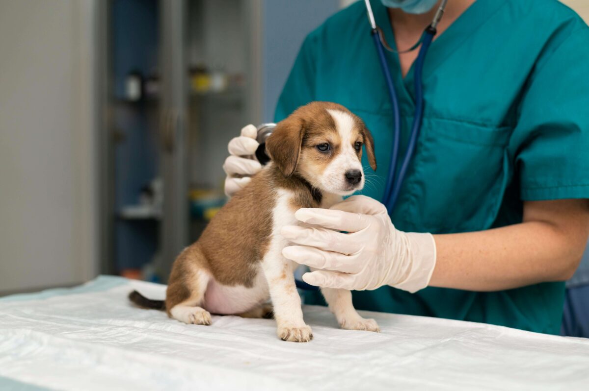 close up veterinarian taking care dog 1