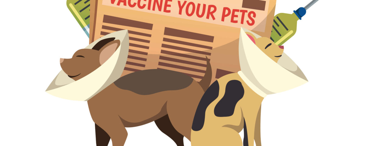 واکسیناسیون حیوانات خانگی؛ چرا ضروری است؟ 6 5971084 21251 1